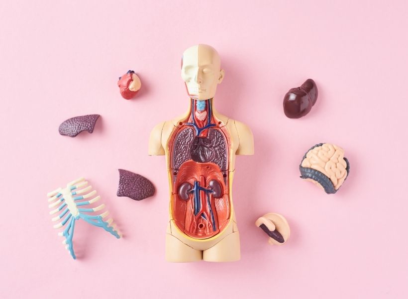 Best Gifts for An Anatomy Nerd The Massage Business Mama